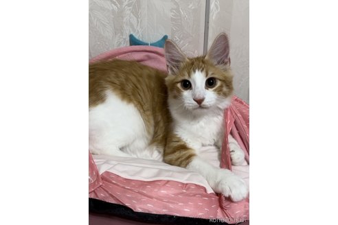 成約済の千葉県のノルウェージャンフォレストキャット-89491の1枚目