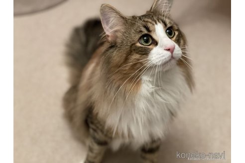 の千葉県の-