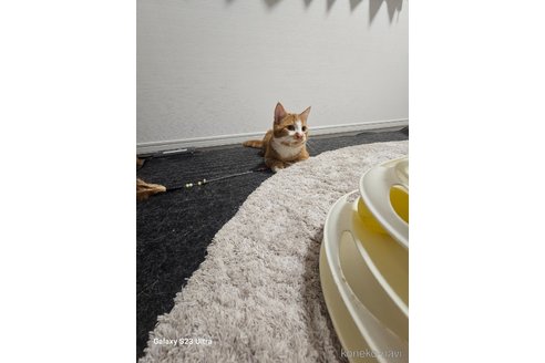 成約済の福岡県のマンチカン(短足)-93964の7枚目