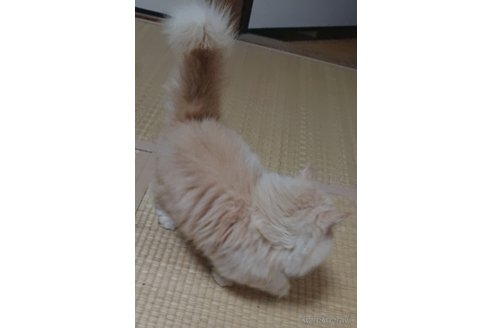 成約済の大阪府のエキゾチックロングヘア-95009の2枚目