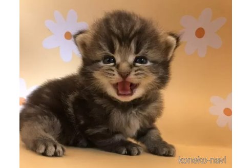 成約済の兵庫県のマンチカン-99357の3枚目