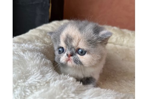 成約済の大阪府のエキゾチックショートヘア-99374の1枚目