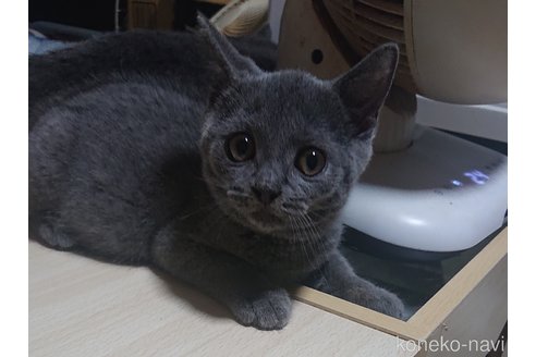 成約済の兵庫県のブリティッシュショートヘア-99381