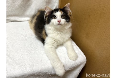 成約済の千葉県のラガマフィン-89467の3枚目
