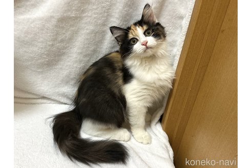 成約済の千葉県のラガマフィン-89468の3枚目