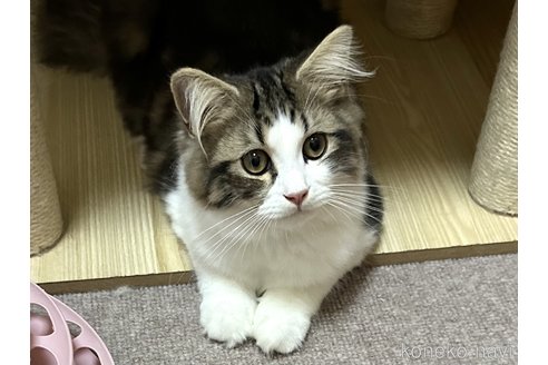 成約済の千葉県のラガマフィン-87633の1枚目