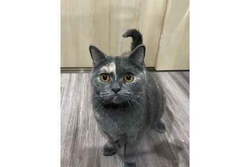の東京都の-