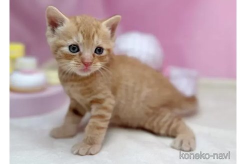 販売中の東京都のマンチカン-99386の5枚目