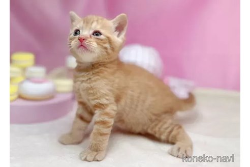 販売中の東京都のマンチカン-99386の4枚目