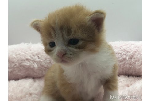 成約済の三重県のサイベリアン-99397の5枚目