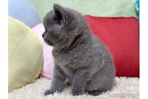成約済の大阪府のブリティッシュショートヘア-98330の2枚目