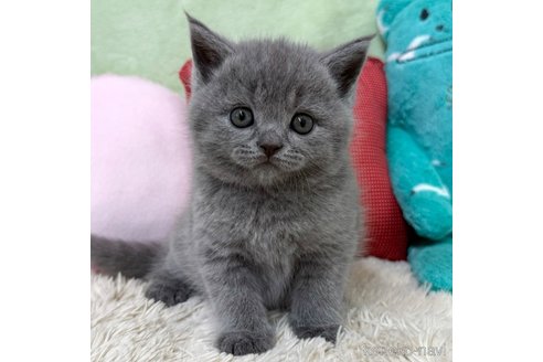成約済の大阪府のブリティッシュショートヘア-98333の1枚目