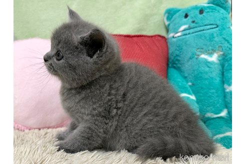 成約済の大阪府のブリティッシュショートヘア-98333の3枚目