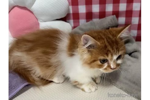 成約済の京都府のマンチカン(短足)-99409の3枚目