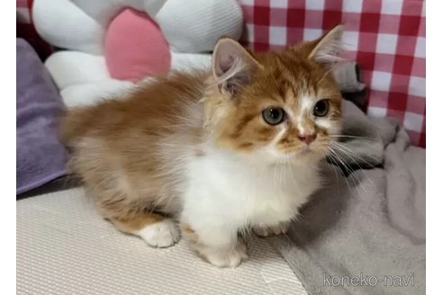 成約済の京都府のマンチカン(短足)-99409の4枚目