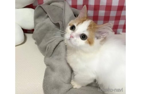 成約済の京都府のマンチカン(短足)-99411の2枚目