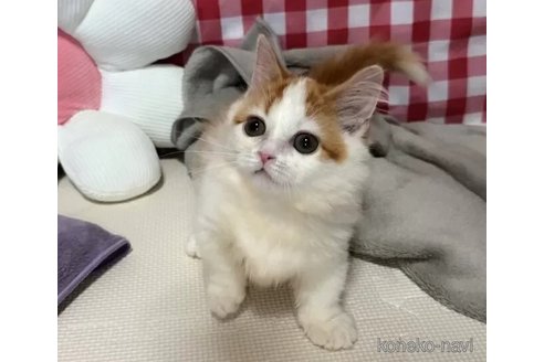 成約済の京都府のマンチカン(短足)-99411の1枚目
