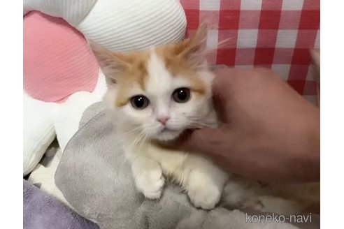 成約済の京都府のマンチカン(短足)-99411の4枚目