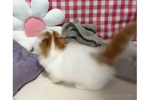 成約済の京都府のマンチカン(短足)-99411の5枚目