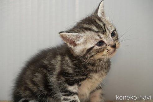 成約済の埼玉県のアメリカンショートヘア-98035の9枚目