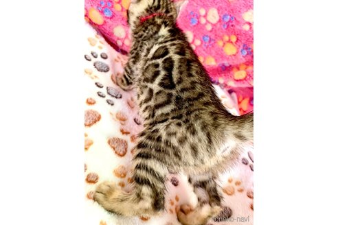 成約済の静岡県のベンガル-96173の18枚目