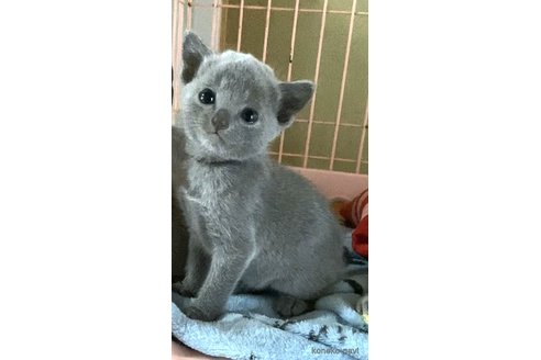 成約済の埼玉県のロシアンブルー-98444の2枚目