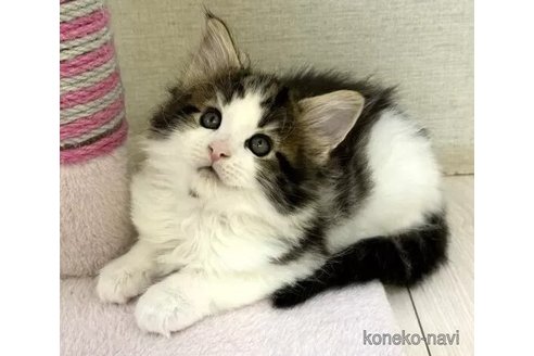 成約済の神奈川県のメインクーン-99420の3枚目