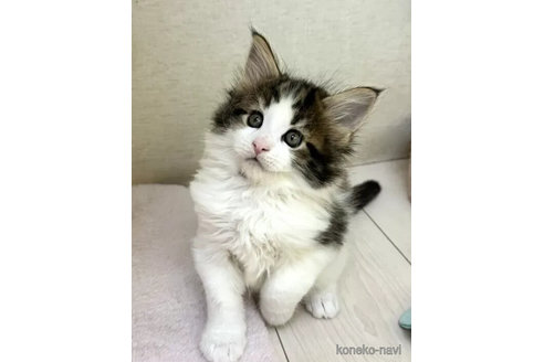成約済の神奈川県のメインクーン-99420の2枚目