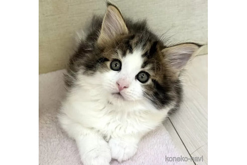 成約済の神奈川県のメインクーン-99420の1枚目