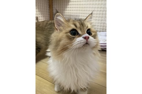 成約済の三重県のスコティッシュフォールド-91621の2枚目