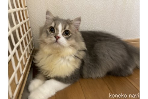 成約済の三重県のスコティッシュフォールド-93160の1枚目