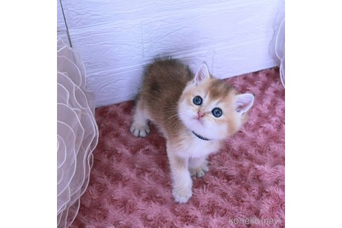 成約済の千葉県のブリティッシュショートヘア-99425の6枚目