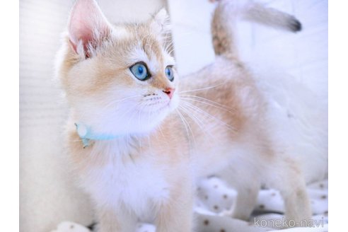 成約済の千葉県のブリティッシュショートヘア-99428の4枚目