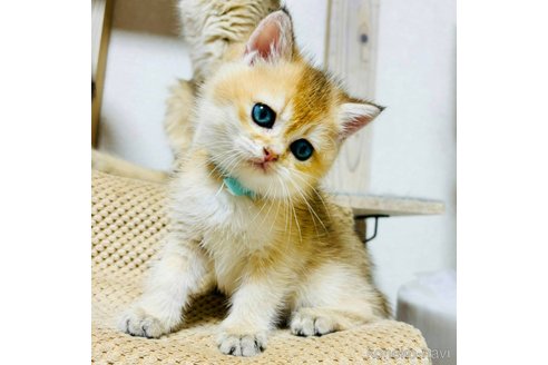 成約済の千葉県のブリティッシュショートヘア-99428の5枚目