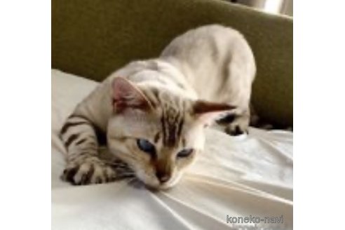 ののベンガル-