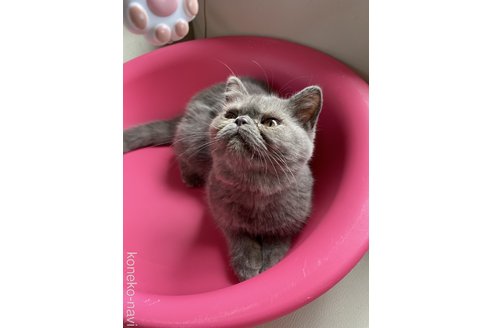 成約済の福岡県のエキゾチックショートヘア-92520の3枚目
