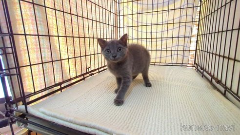 成約済の茨城県のブリティッシュショートヘア-95398の2枚目