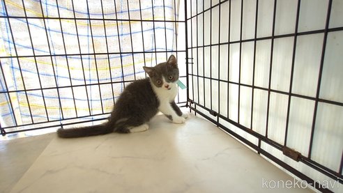 成約済の茨城県のブリティッシュショートヘア-92091の2枚目