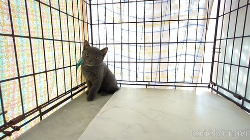 成約済の茨城県のブリティッシュショートヘア-92090の2枚目
