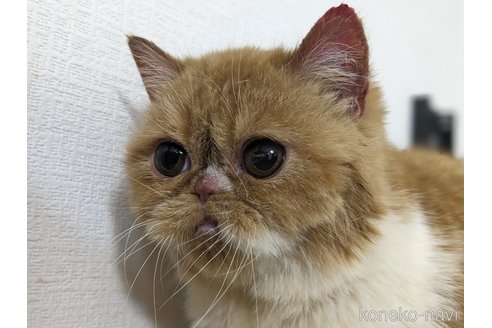 成約済の大阪府のエキゾチックショートヘア-93769の7枚目