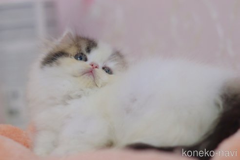 成約済の埼玉県のミヌエット(短足)-99511の2枚目
