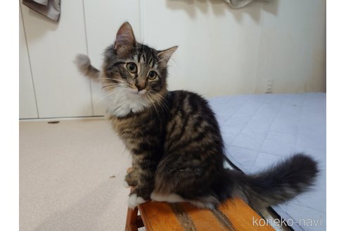 成約済の埼玉県のノルウェージャンフォレストキャット-99513の4枚目