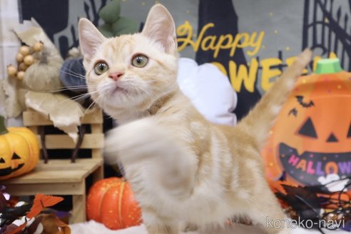 成約済の東京都のアメリカンショートヘア-97421の5枚目