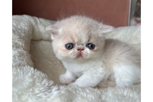 成約済の大阪府のエキゾチックショートヘア-99527の4枚目