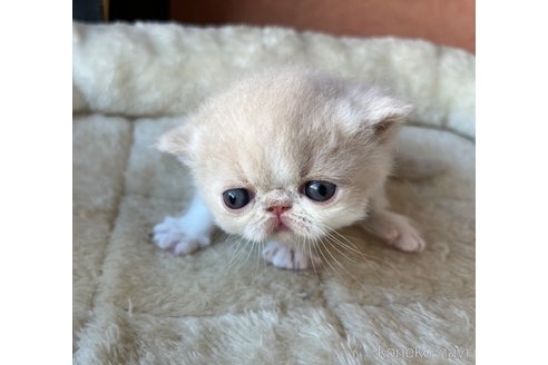 成約済の大阪府のエキゾチックショートヘア-99527の3枚目