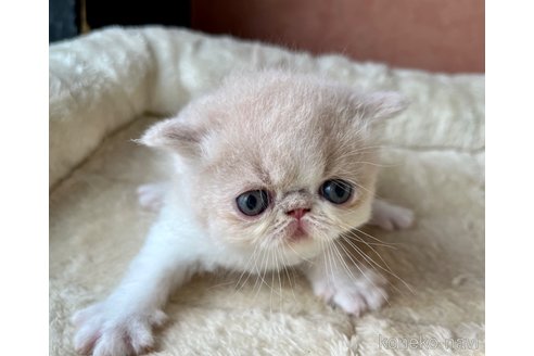 成約済の大阪府のエキゾチックショートヘア-99527の2枚目