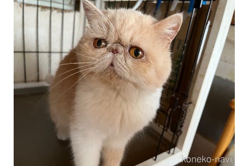 ののエキゾチックショートヘア-