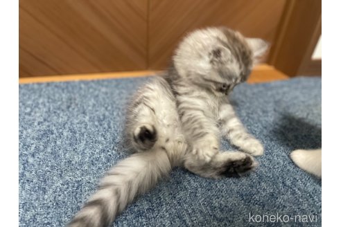 成約済の千葉県のサイベリアン-95980の4枚目