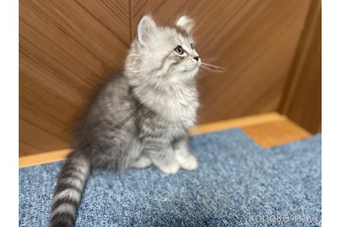 成約済の千葉県のサイベリアン-95980の3枚目