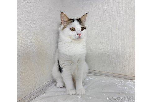 成約済の栃木県のミヌエット-90028の2枚目